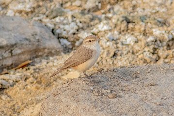 Wall Mural - A rock wren perched on a large rock. 