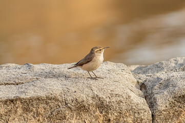 Wall Mural - A rock wren perched on a large rock