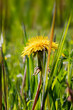Closeup of dandelion flower in a grass field Italy