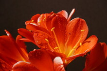 Close Up Of A Clivia Flowers