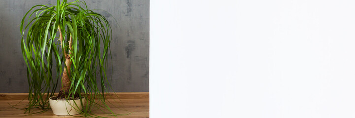 Sticker - Gray concrete wall in an industrial living room. White copr space. Potted plant on the wooden floor. Banner. Panorama.