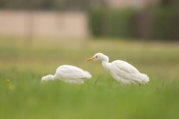 Wall Mural - Cattle egret (Bubulcus ibis) small white heron with orange bill and black legs feeding on insects in the green meadow in spring, family Ardeidae 