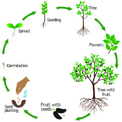 Wall Mural - A growth cycle of mulberry plant on a white background.