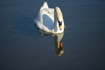 Monsieur Le Cygne regarde son reflet dans l'eau, se trouve-t-il beau, ne serait-il pas un peu narcissique, non il est tellement beau, élégant, magnifique, délicat, distingué, avec son long cou