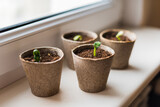 Fototapeta Na ścianę - Young zucchini seedlings on the windowsill
