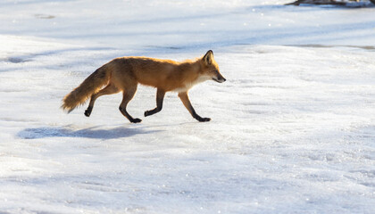Wall Mural - Red fox crossing a frozen lake
