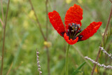 Fototapeta Kwiaty - makro kwiaty rośliny wiosna natura flora