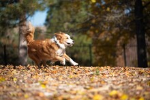 An English Shephard Dog Running