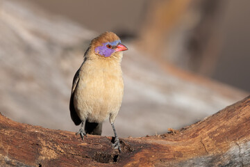 Wall Mural - Violet-eared waxbill sitting on branch