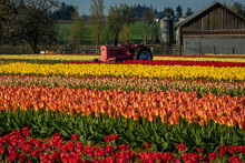 Pink Tractor In A. Tulip Field