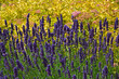 lawenda wąskolistna, lekarska, lavender	i żółta tawuła japońska (Spiraea japonica)