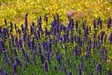 Fototapeta Lawenda - lawenda wąskolistna, lekarska, lavender	i żółta tawuła japońska (Spiraea japonica,  lavandula angustifolia)