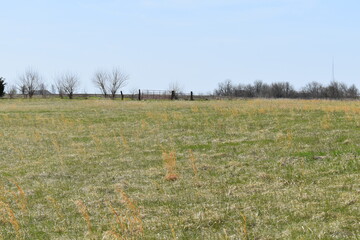 Wall Mural - Field