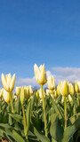 Fototapeta Tulipany - Yellow dutch daffodil flower close up low angle of view with blue sky background
