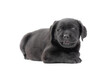 Isolate the dog. Labrador retriever puppy of black color lies on a white background.