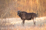 Fototapeta  - Moose on a morning walk in a forest clearing
