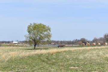 Sticker - Weeping Willow Tree in a Farm Field