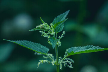 Wall Mural - Photo of a plant nettle. Nettle with fluffy green leaves. Background Plant nettle grows in the ground