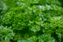 A Lush Green Root Parsley Plant Growing Naturally In A Garden Box. The Fresh Plant Has Long Green Sprigs With Small Curly Leaves. The Herb Is A Common Seasoning In Asian Food With A Strong Flavor. 