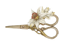 Watercolor Illustration Of Vintage Steel Scissors With Narcissus Flowers Isolated On White. Needlework Collection.