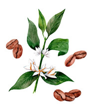 Set Of Coffee Branches With Flowers And Coffee Beans. Watercolor Illustration Of Botanical Set Of Coffee And Berries. Isolated On White Background. Drawn By Hand.