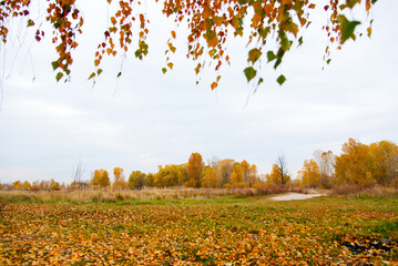 Wall Mural - Golden autumn trees. autumn rural park tree meadow landscape