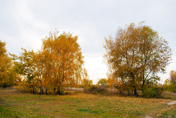 Wall Mural - Golden autumn trees. autumn rural park tree meadow landscape