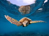 Fototapeta Łazienka - sea turtle swimming