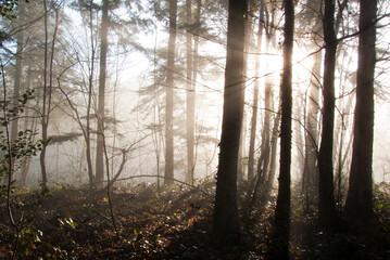  Brume matinale en forêt