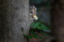 The Ural Owl - Strix Uralensis - Is A Large Nocturnal Owl