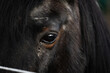 portrait of icelandic horse, closeup of eyes