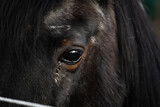 Fototapeta Konie - portrait of icelandic horse, closeup of eyes