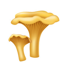 3d Chanterelle Yellow Forest Mushroom. Realistic Fungi. Natural Food Ingredient Element