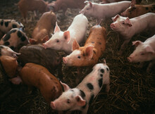 Little Pink And Brown Pigs In Black Spots In A Pen On A Background Of Hay, Close Up Front View