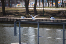 Three White Seagulls Against The Background Of Water On The Pier - Dominance Among Birds - Wings To The Side A Threat