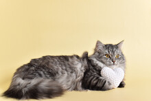 Background With A Pet. A Postcard With A Gray Fluffy Cat For Valentine's Day.