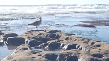 Whimbrel Bird Hunting In Tide Pool, Curlew Shorebird Looking For Food In Tidepool, La Jolla Beach, California Ocean Coast Wildlife, USA. Long Slender Downcurved Bill Beak, Rare Animal, Rock By Water.