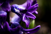 Purple Hyacinth Close Up