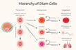Potency Hierarchy of Stem Cells