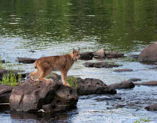 Canadian lynx standing on rocks in a river