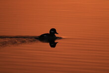 Female Bufflehead Duck In Silhouette On Orange Water At Sunrise
