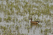 Male Blue-winged Teal Duck In A Flooded Field With Grass