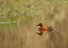 Male Cinnamon Teal Duck In A Flooded Field With Grass