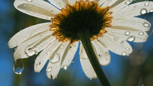 A Beautiful Daisy Under The Sun. Creative. A Bright White Flower Under The Sun On Which A Little Rain Drips .