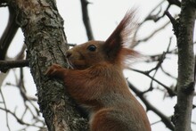 Red European Squirrel On Tree In The Garden