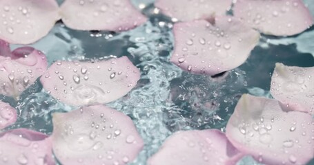 Wall Mural - Rose petals in water