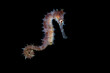 Thorny Seahorse - Hippocampus histrix. Underwater macro world of Tulamben, Bali, Indonesia.