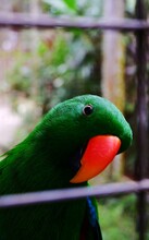 Beautiful Close Up Of Electus Parrot 