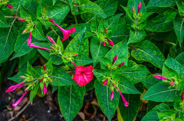 Canvas Print - mirabilis jalapa in summer garden