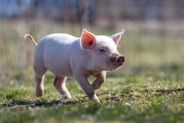 Wall Mural - Newborn piglet on spring grass on a farm